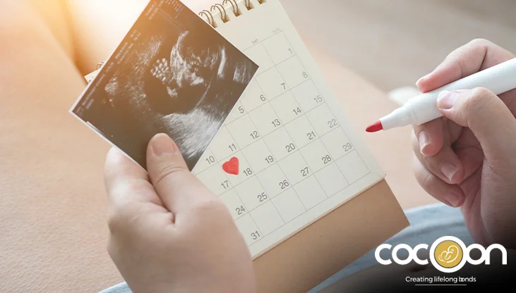 Pregnancy Timeline Explained: How To Calculate Weeks To Months